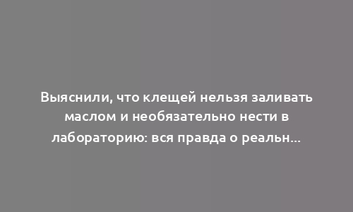 Выяснили, что клещей нельзя заливать маслом и необязательно нести в лабораторию: вся правда о реальных вампирах средней полосы