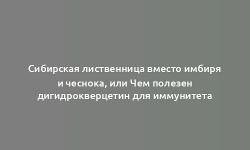 Сибирская лиственница вместо имбиря и чеснока, или Чем полезен дигидрокверцетин для иммунитета