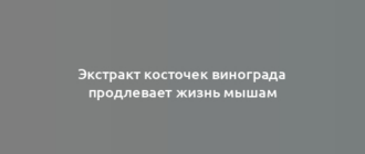 Экстракт косточек винограда продлевает жизнь мышам